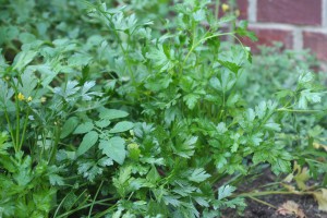 how-to-harvest-flash-freeze-herbs